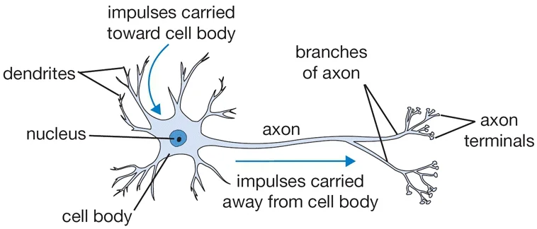 Diagrama de una neurona biológica: dendritas, núcleo, cuerpo celular, axón y sus ramificaciones